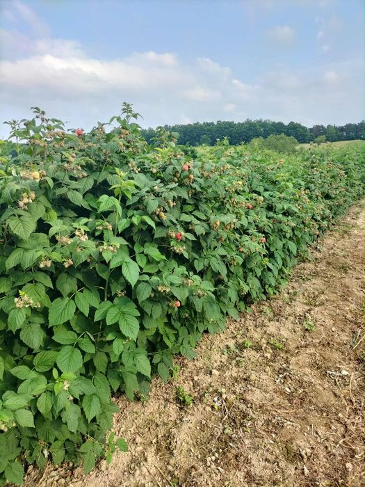 Butasi zmeura Glen Ample