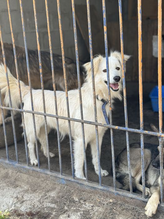 Снежка ищет дом!