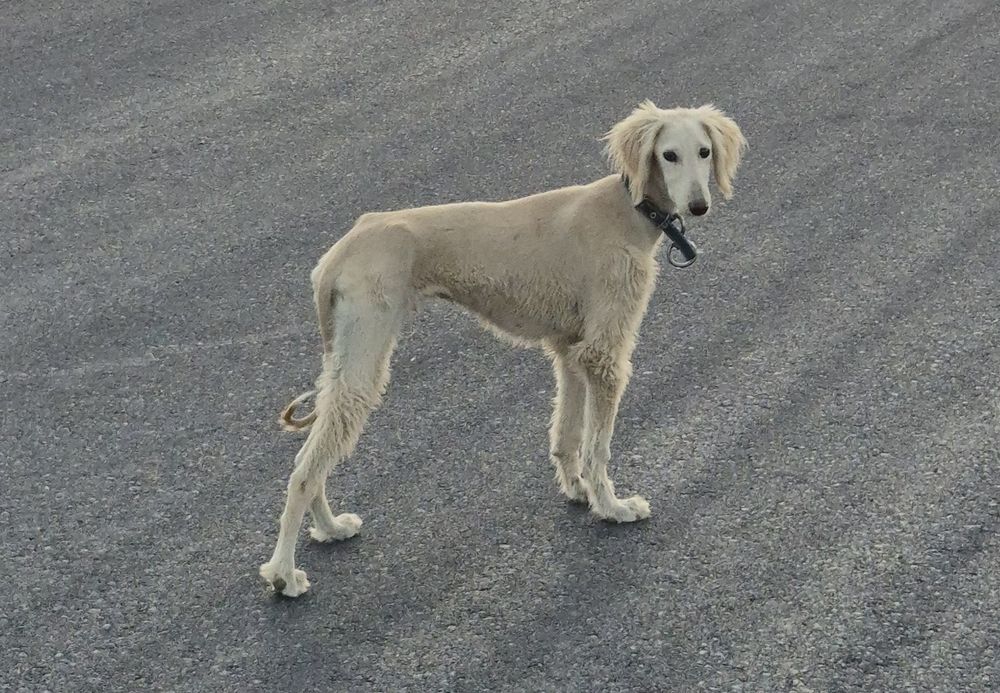 Тазы күшік еркек