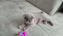British shorthair / scotish fold
