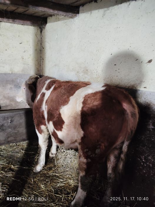 Vand vitel - Bâltata romaneasca