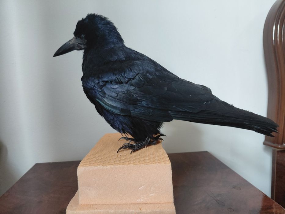 Cioara de semanatura impaiata, taxidermie CS1