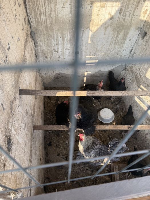 Товук сотилади,хаммаси жожалигидан бокилган