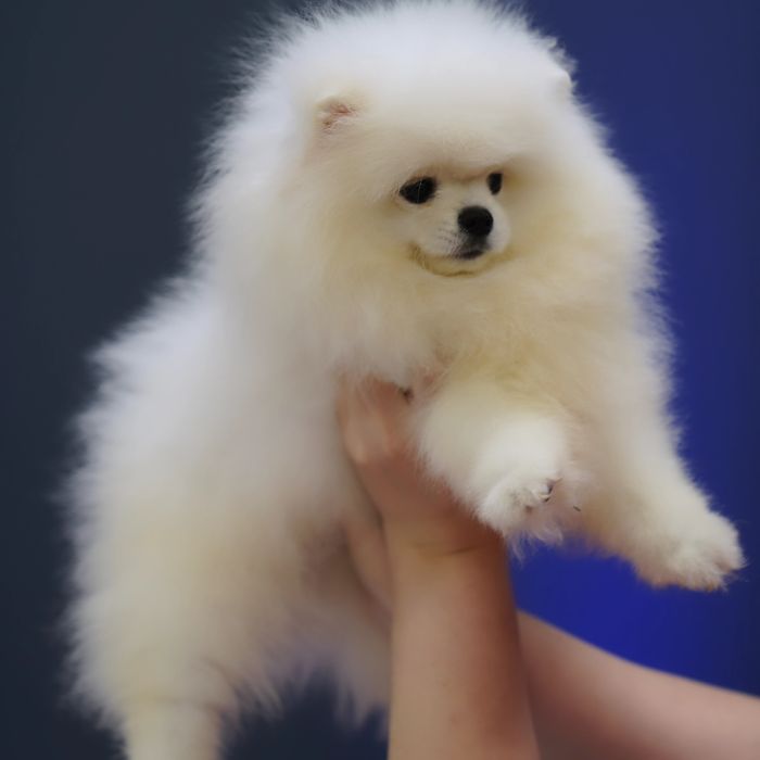 Развъдник Померан Golden Pom - мъжки померан