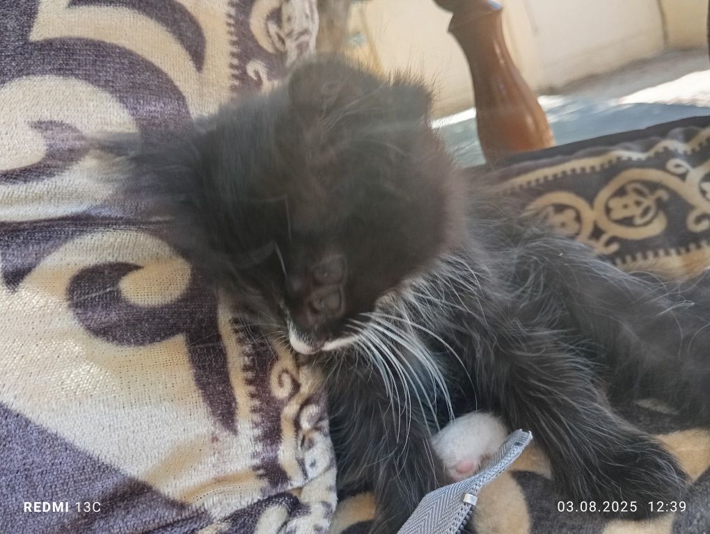 Отдам даром двухмесячный