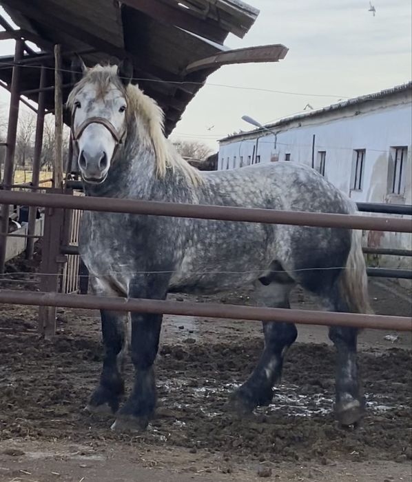 Armasar Percheron pentru monta