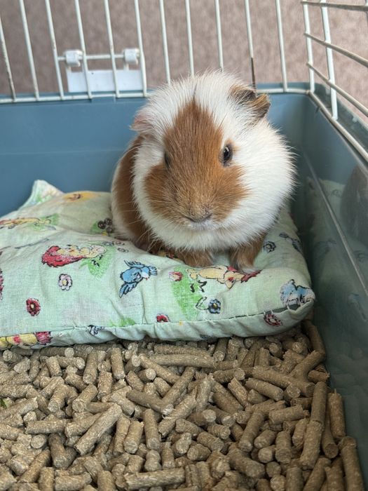 Морская свинка в добрые руки