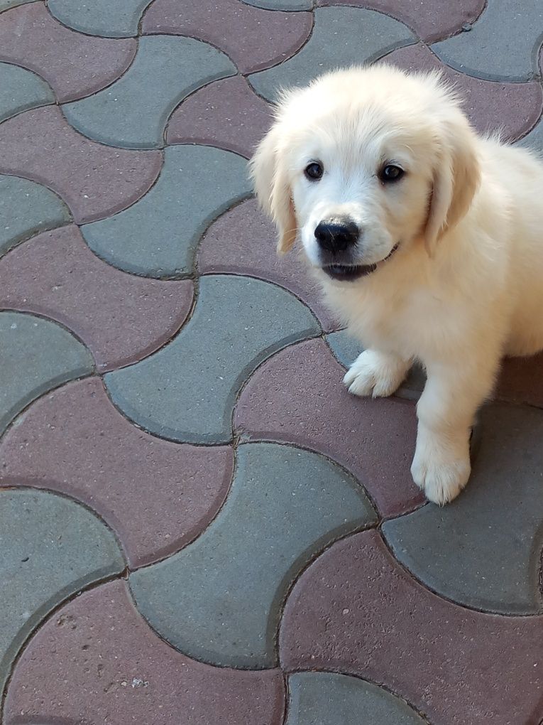 Vând catelus de golden retriever