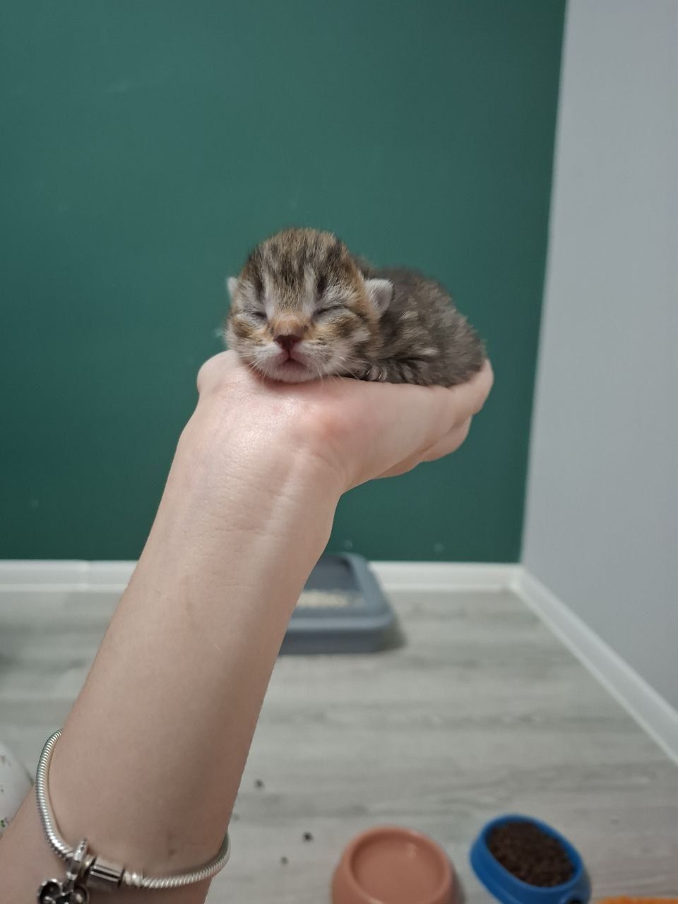 Котята 2 месяца в добрые руки