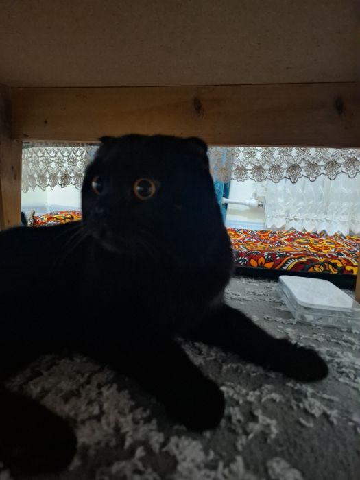 Mushuk вязкага sotilmaydi