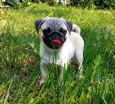 pug mops cu pedigree
