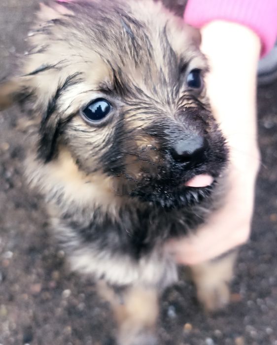 Отдам щенят звоночков даром