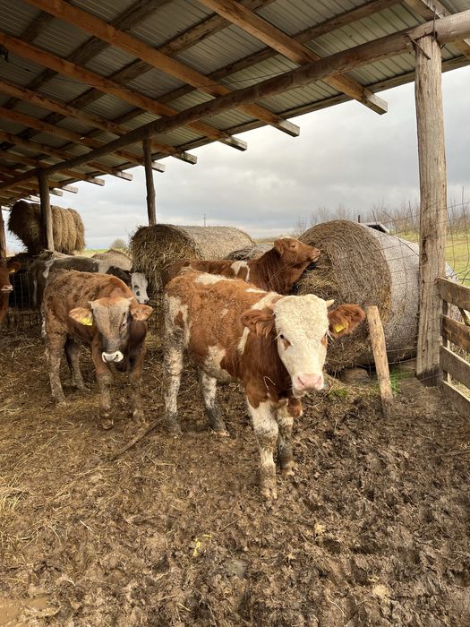 Vand baltate frumoase