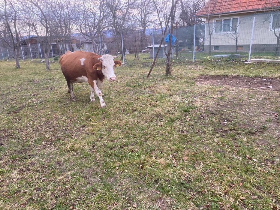 Vând vacă bălțată romănească