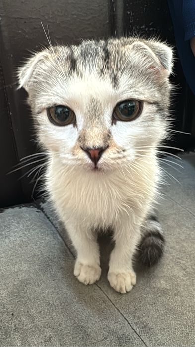 Вислоухий кот мальчик