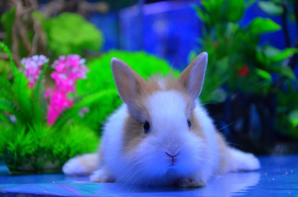Кролики карликовые в зоомагазине «Живой Уголок» в Таугуле