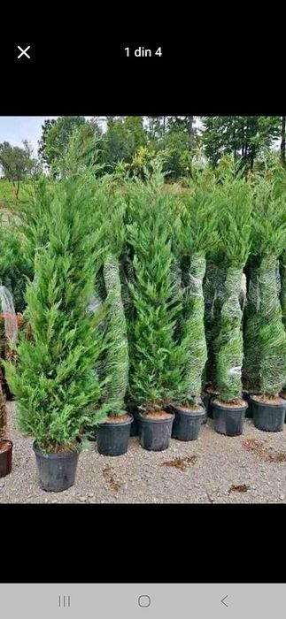 Vând plante ornametale spirale