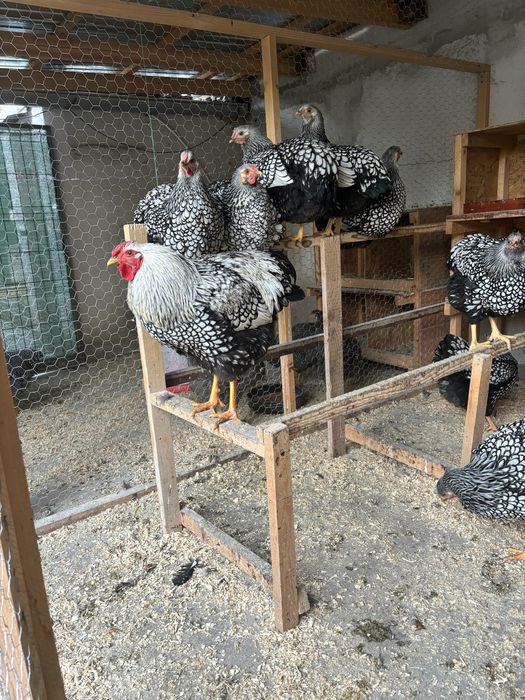 Oua pentru incubat Plymouth rock si Wyandotte argintiu