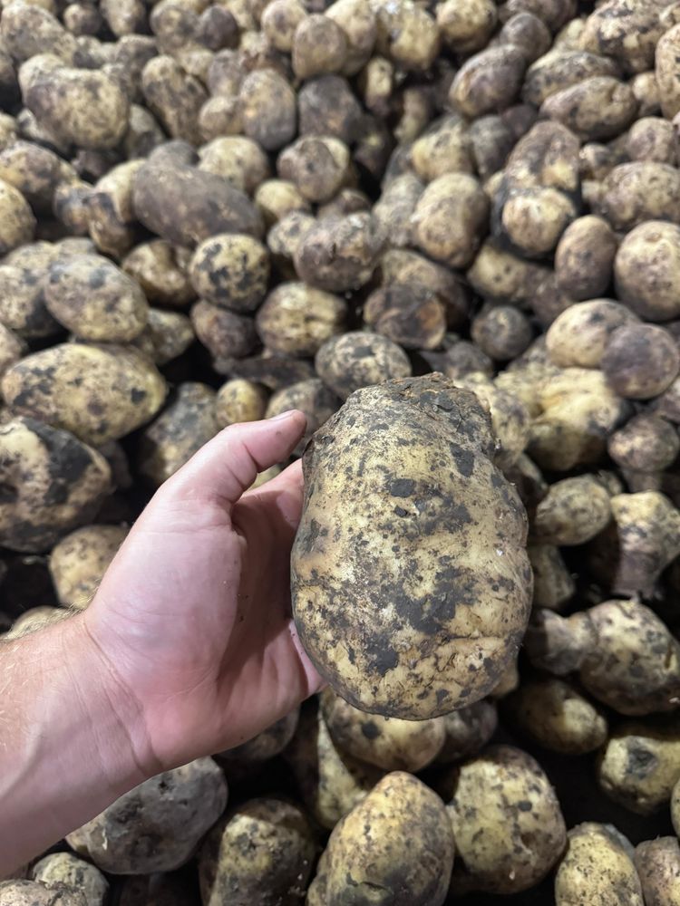 Продажа свежего картофеля