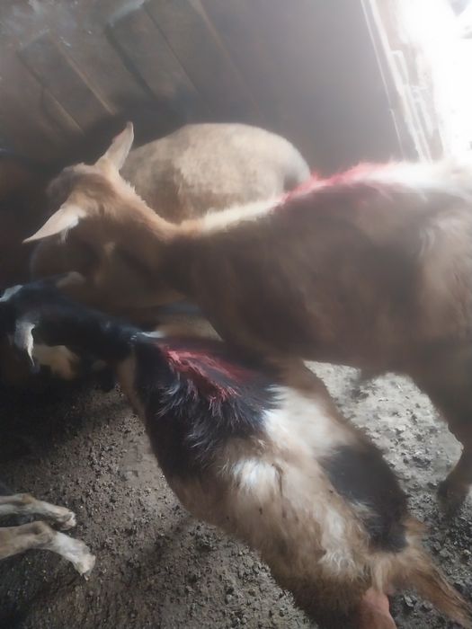 De vânzare 4 oi grase de tăiat și 9 capre