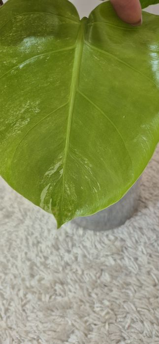 Monstera albomarginata/plante apartament/philodendron