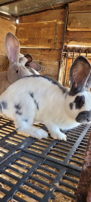 Зайци немска пеперуда