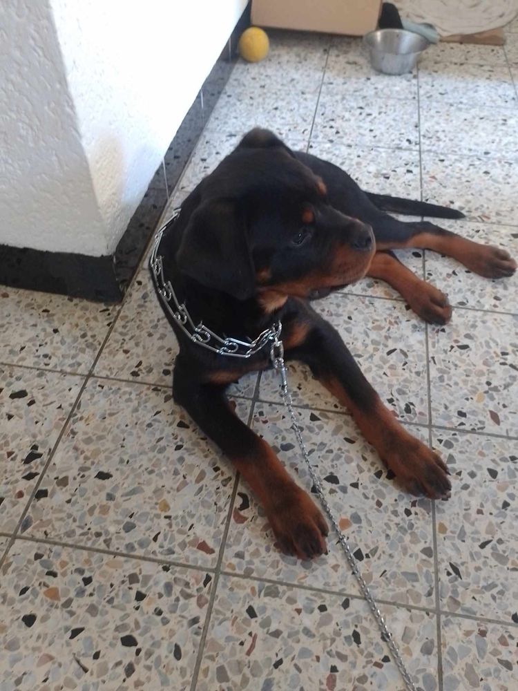 Rottweiller rasa pura