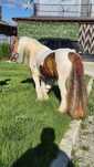 Armasar gipsy vand sau schimb cu friesian