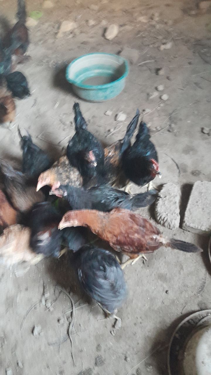 Xo'rozla sotiladi domashni