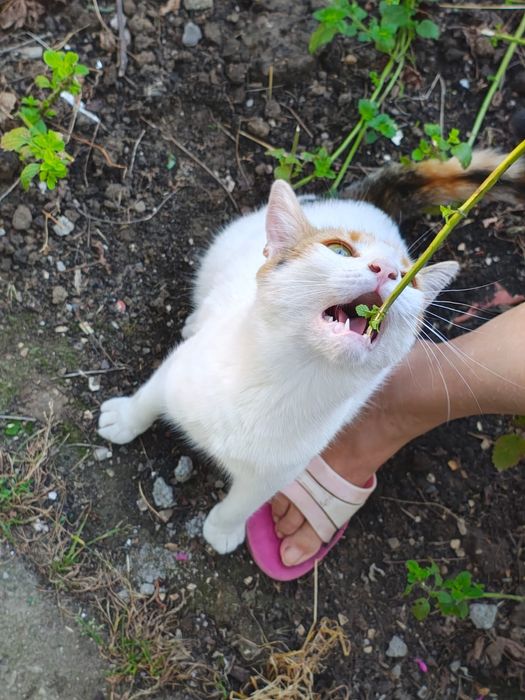 Luna, o mi-nu-ne de pisică. Adopt-o!