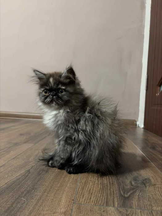 Женско персийско коте