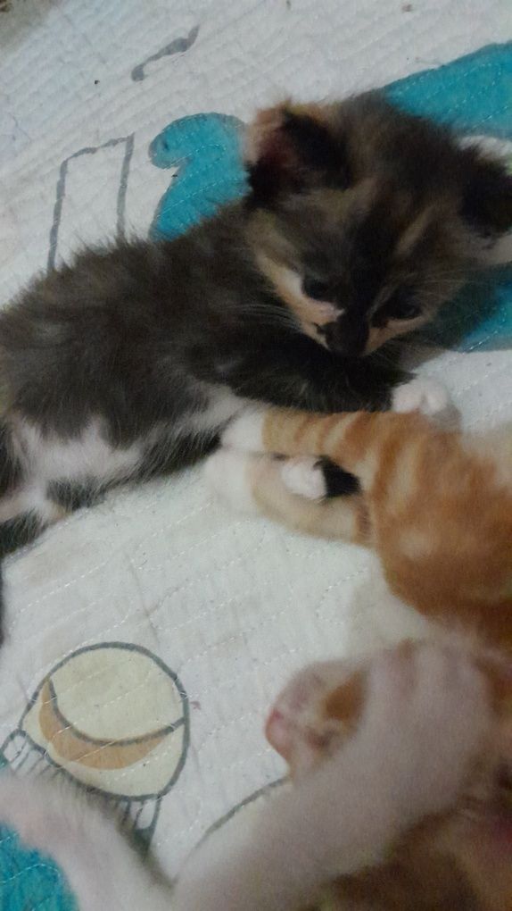 Котята 1,5 месяца