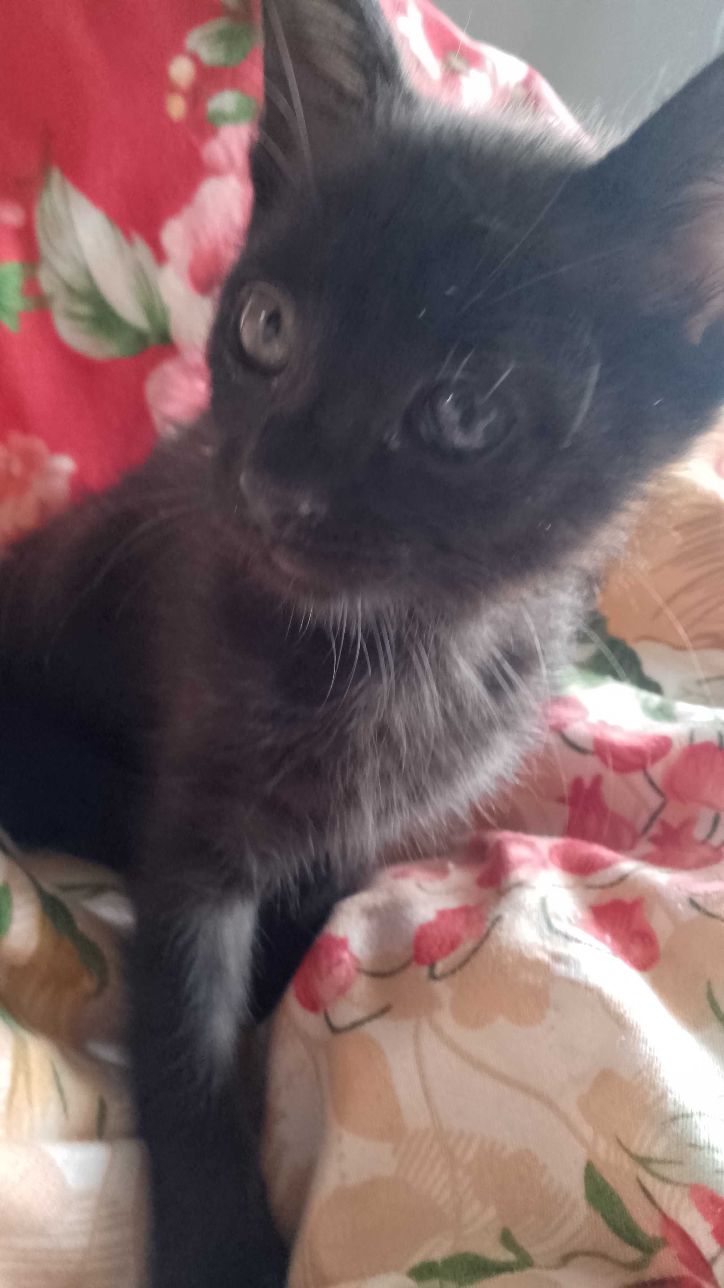 Pisici pentru adoptie
