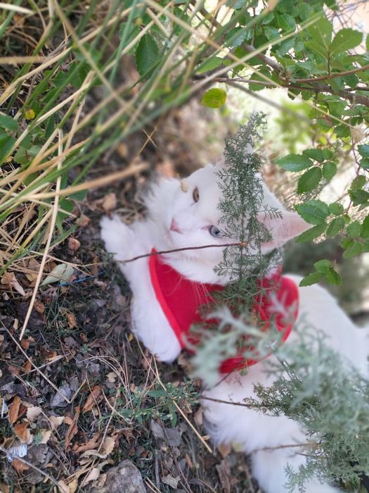 Ищем девочку для вязки для парня Мейнкун