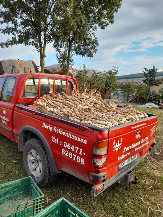 Usturoi românesc BIO din Copălău – gust autentic, 100% natural