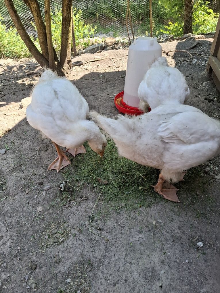 Gâște romãnești de vânzare