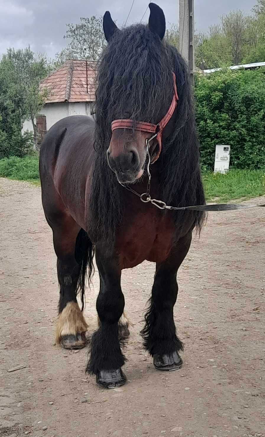 Armăsar ardenez pentru montă din Sălaj