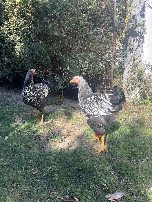 Cocosi tineri Wyandotte