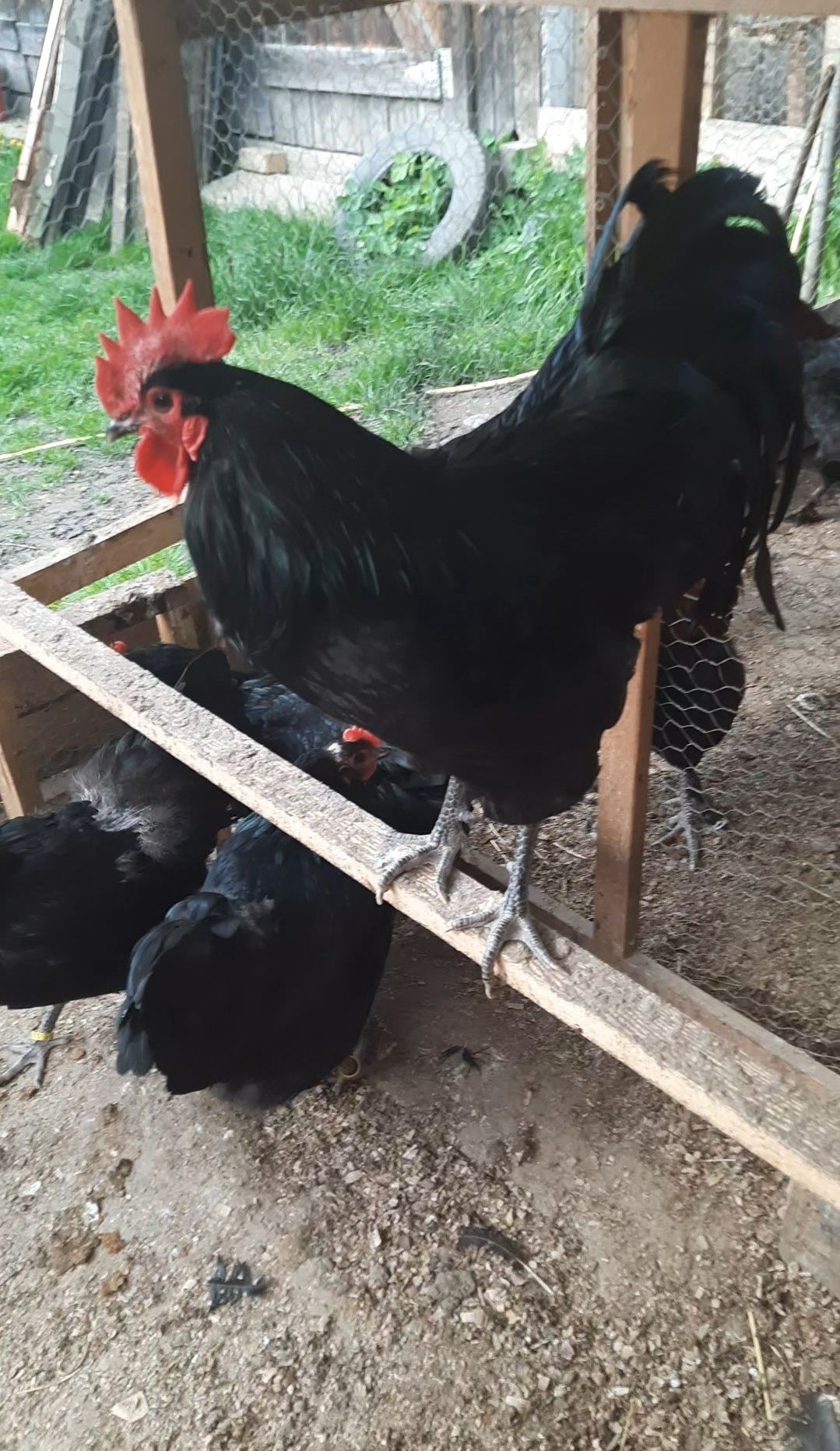 Familie Australorp Negru 1 cu 7