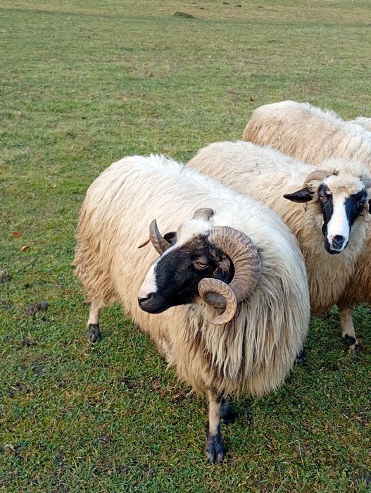 Berbec mior de vânzare