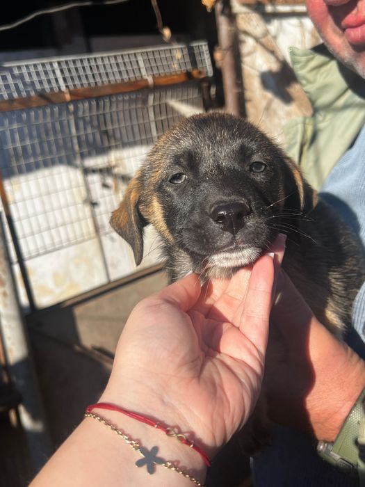 Dam spre adoptie 3 fetite de talie medie