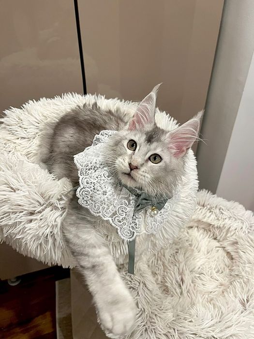 Baietel Maine Coon PEDIGREE Felisa