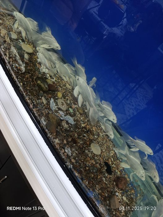 Коля баликлари сотилади