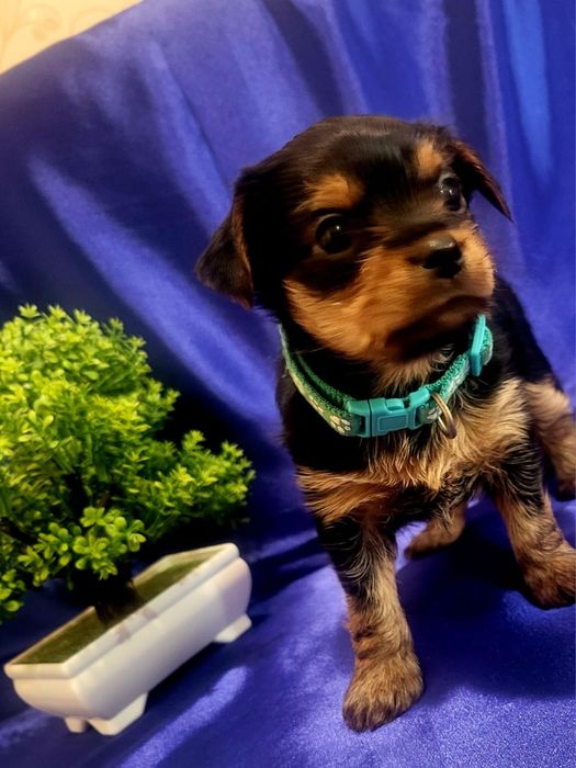 Очаровательные щенки йоркширского терьера.