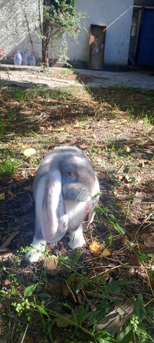 Срочно продам кролика ФБ французский баран