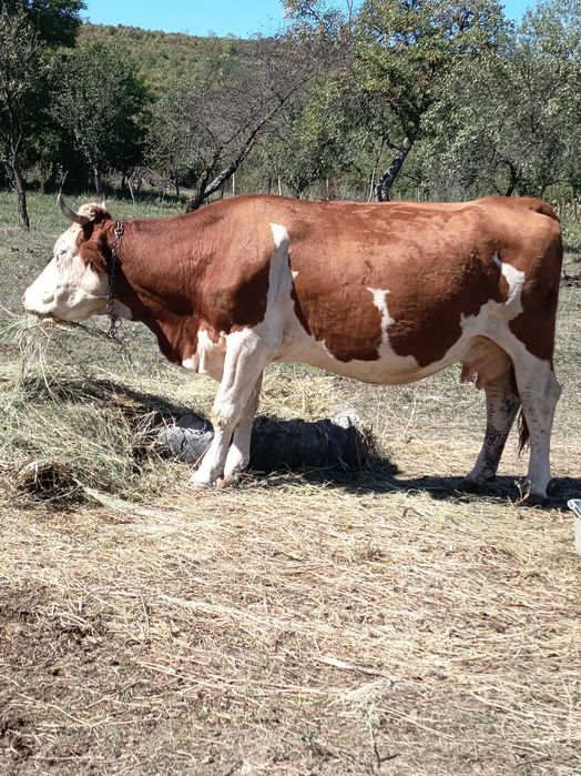 Vand vaca bălțată românească