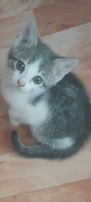 Отдам котят в хорошие руки