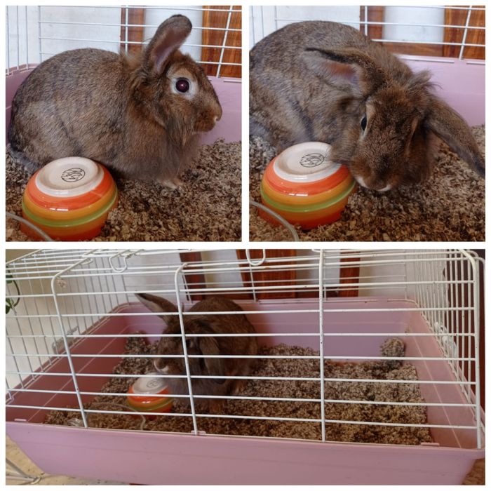 Кролик с клеткой