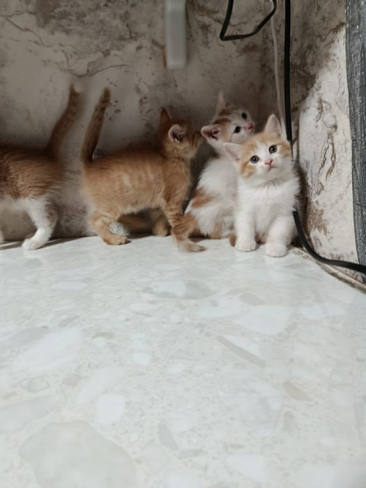 Продаются котята