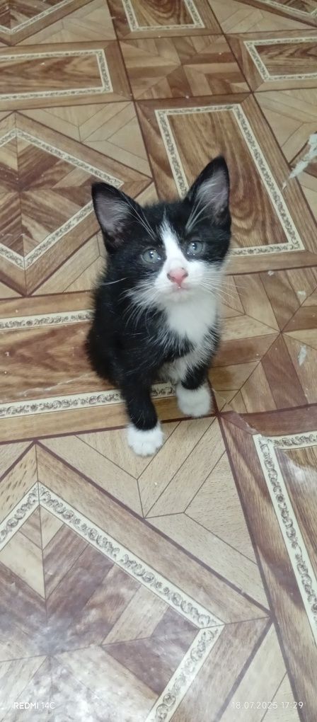 Очаровательные котята